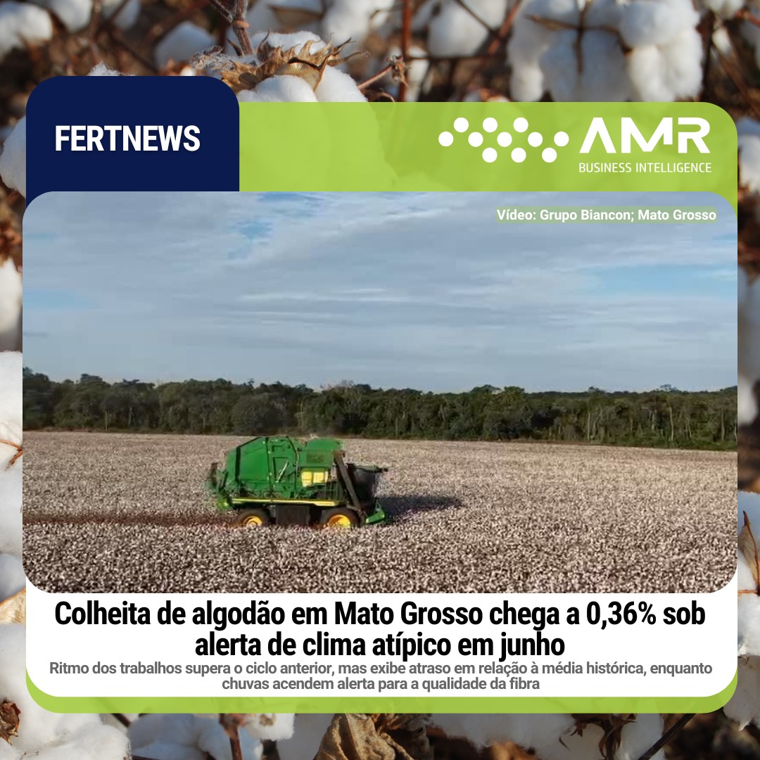 Capa da postagem Colheita de algodão em Mato Grosso chega a 0,36% sob alerta de clima atípico em junho