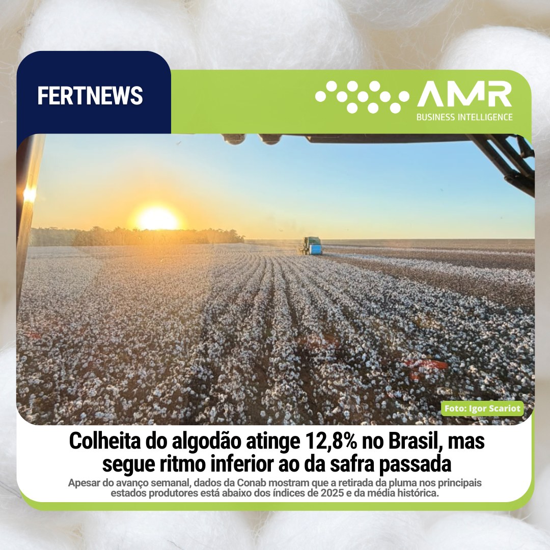 Capa da postagem Colheita do algodão atinge 12,8% no Brasil, mas segue ritmo inferior ao da safra passada