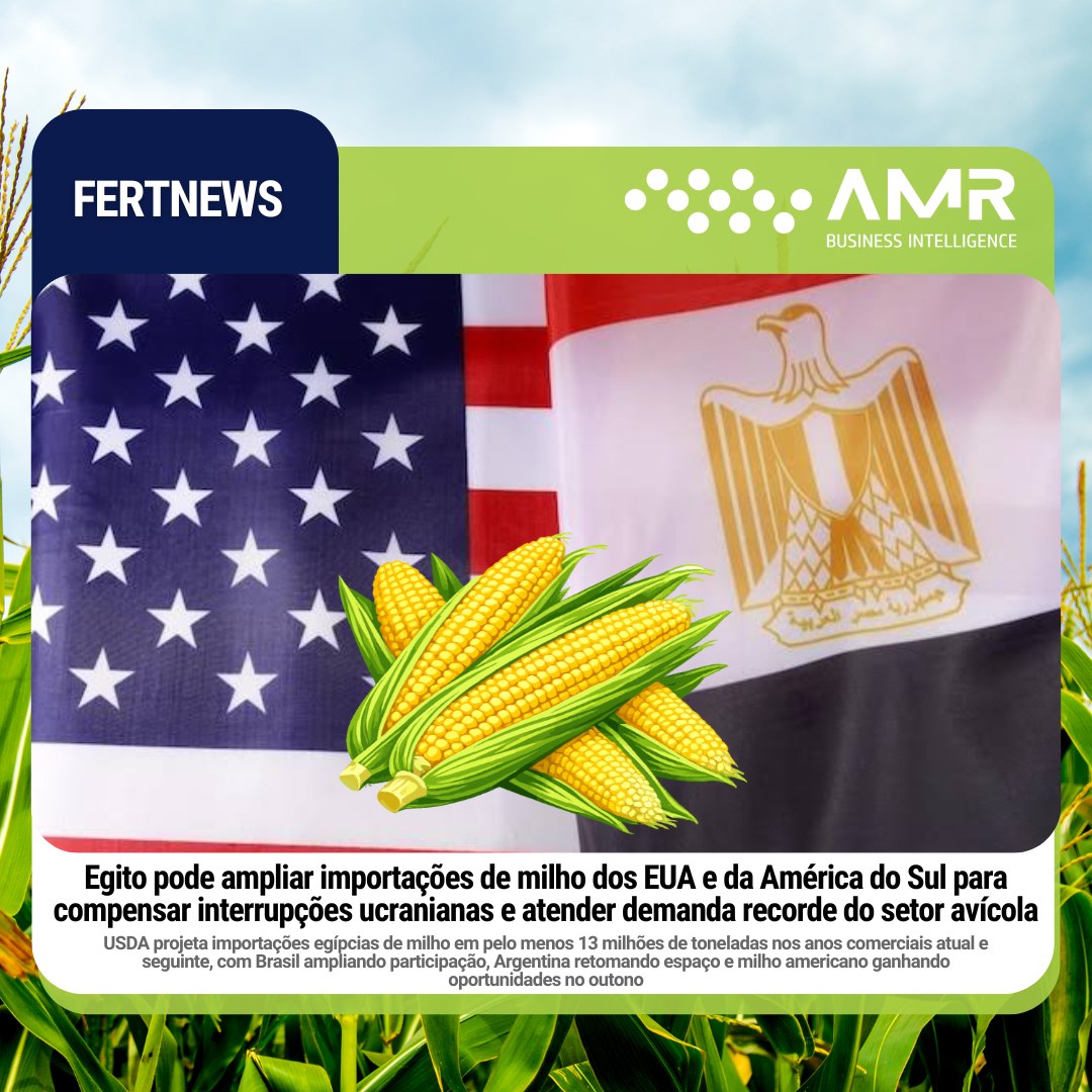 Capa da postagem Egito pode ampliar importações de milho dos EUA e da América do Sul para compensar interrupções ucranianas e atender demanda recorde do setor avícola