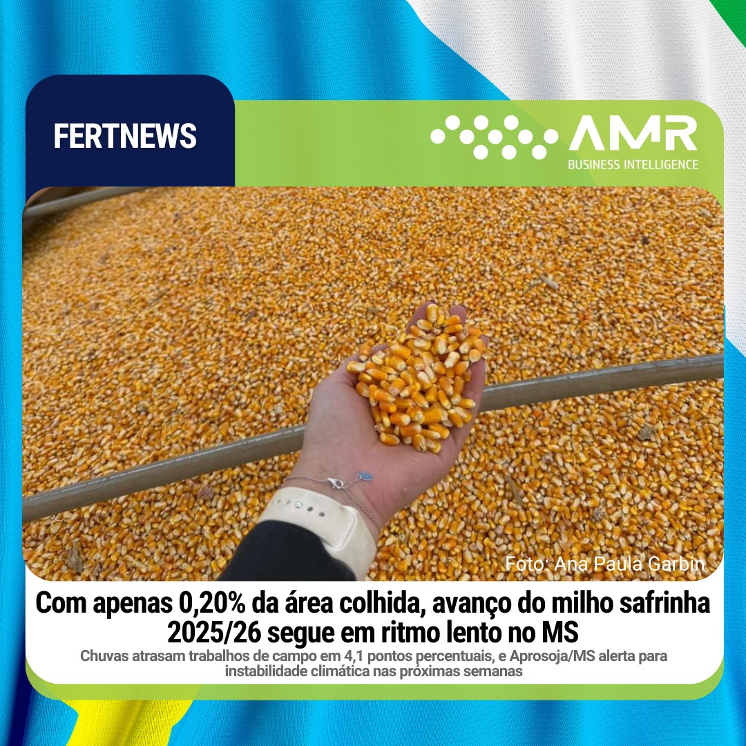 Capa da postagem Com apenas 0,20% da área colhida, avanço do milho safrinha 2025/26 segue em ritmo lento no MS