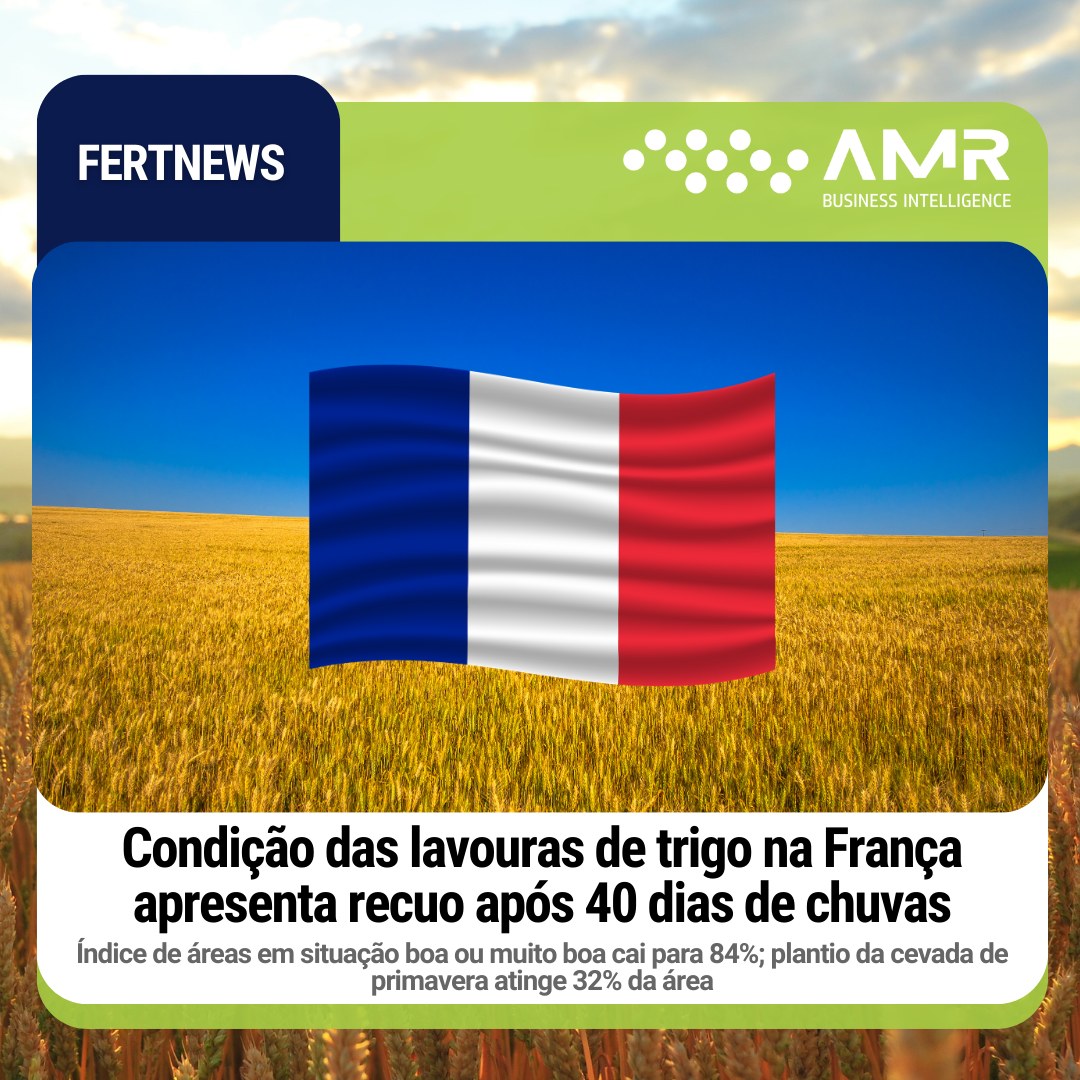 Capa da postagem Condição das lavouras de trigo na França apresenta recuo após 40 dias de chuvas