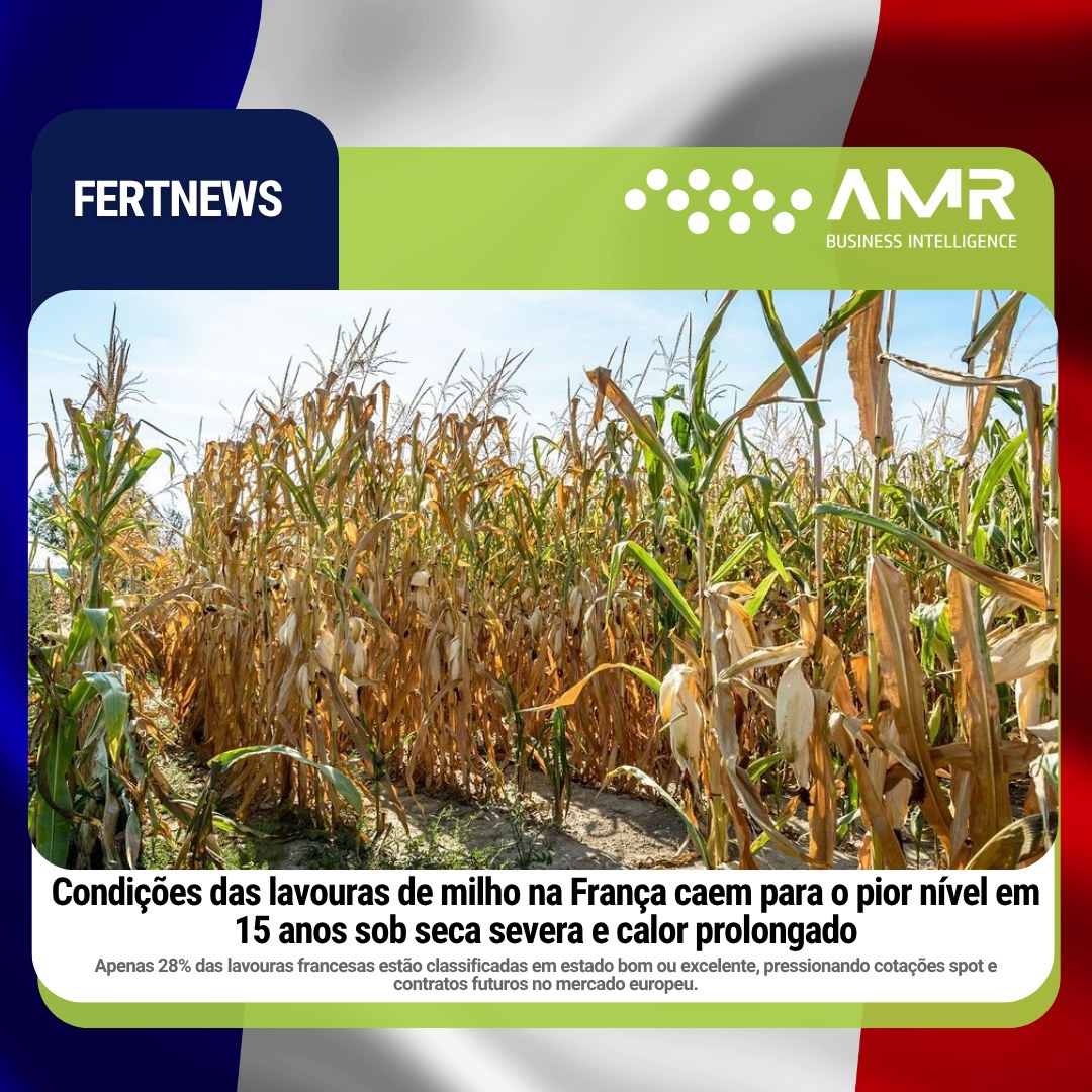 Capa da postagem Condições das lavouras de milho na França caem para o pior nível em 15 anos sob seca severa e calor prolongado
