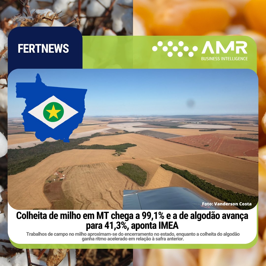 Capa da postagem Colheita de milho em MT chega a 99,1% e a de algodão avança para 41,3%, aponta IMEA