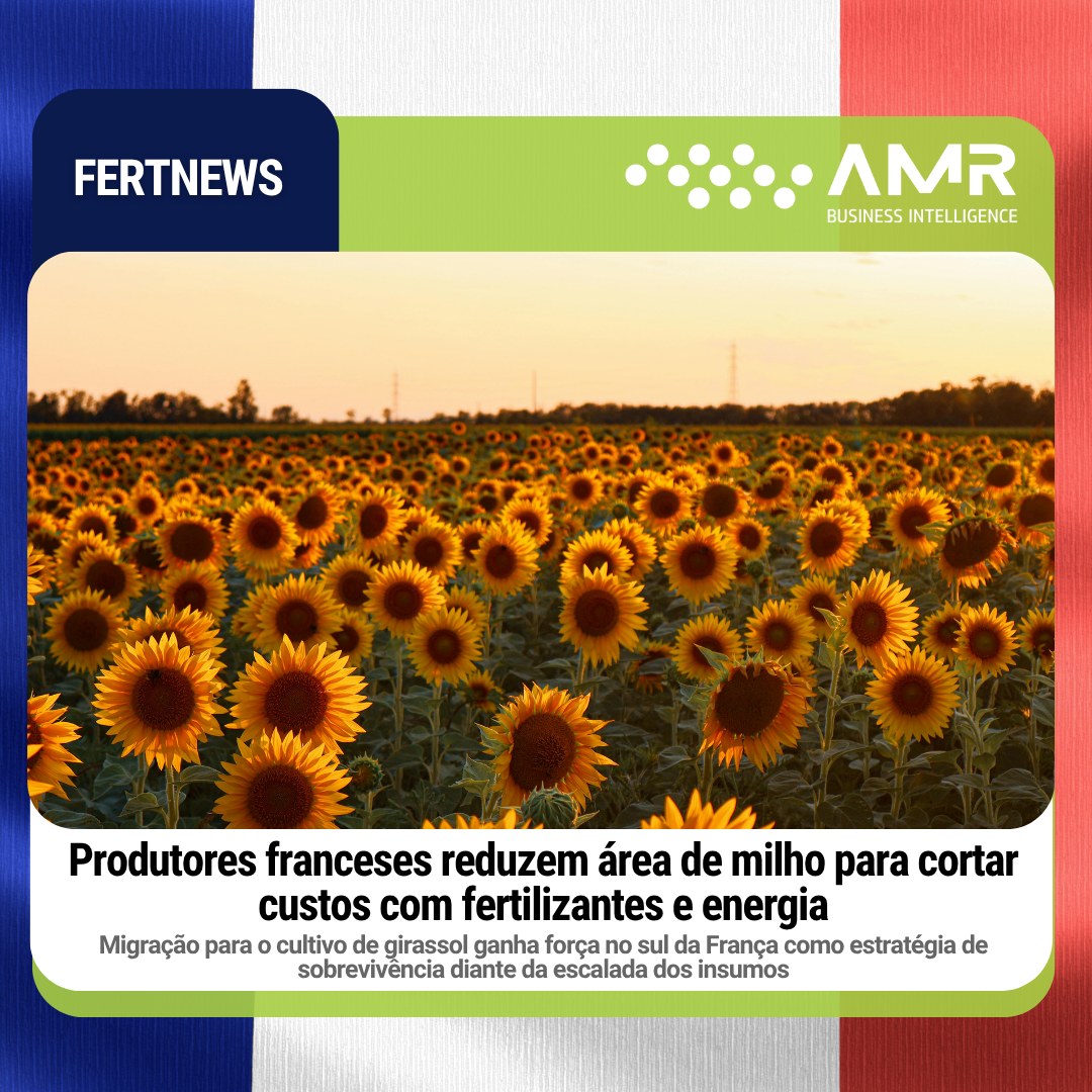 Capa da postagem Produtores franceses reduzem área de milho para cortar custos com fertilizantes e energia