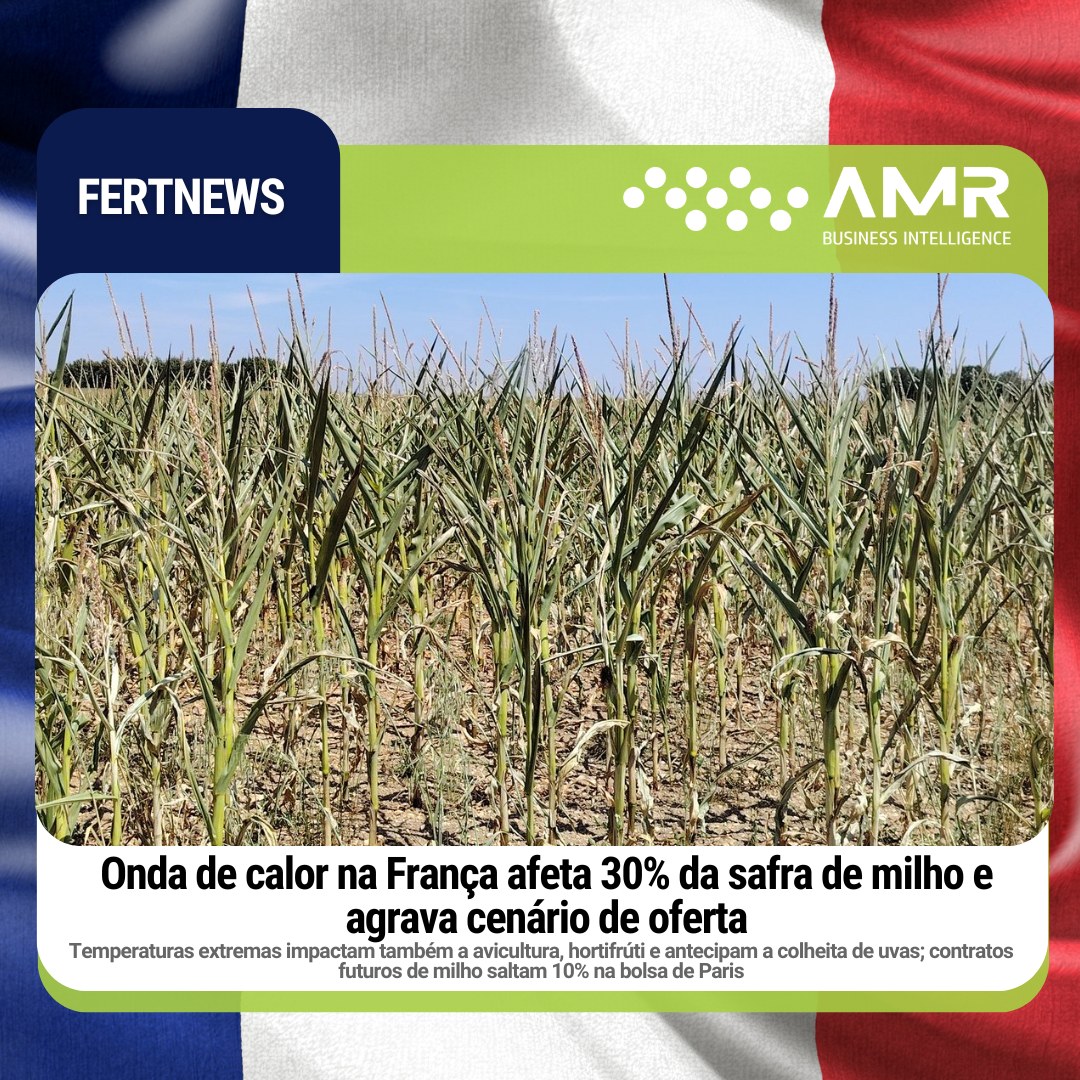Capa da postagem Onda de calor na França afeta 30% da safra de milho e agrava cenário de oferta