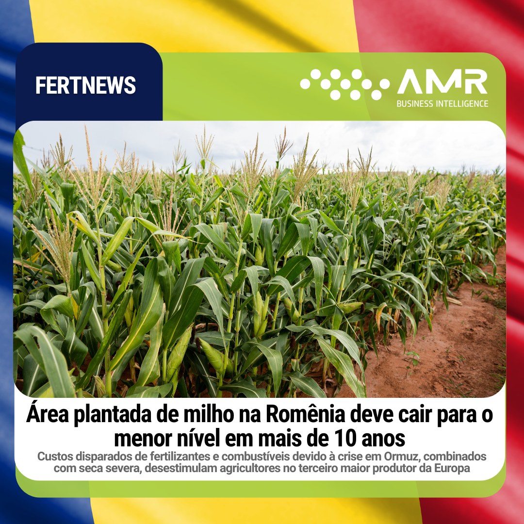 Capa da postagem Área plantada de milho na Romênia deve cair para o menor nível em mais de 10 anos
