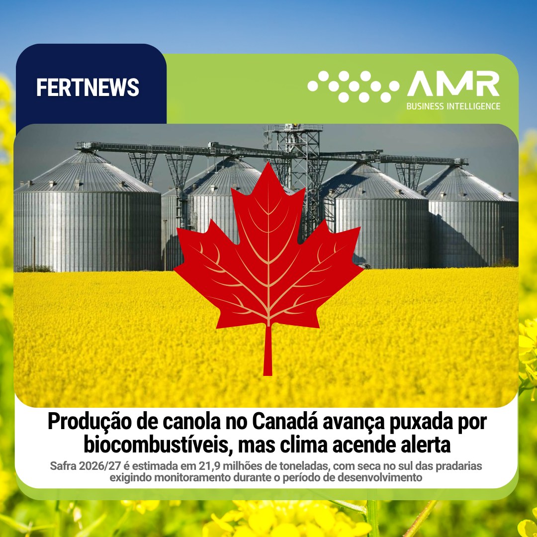 Capa da postagem Produção de canola no Canadá avança puxada por biocombustíveis, mas clima acende alerta