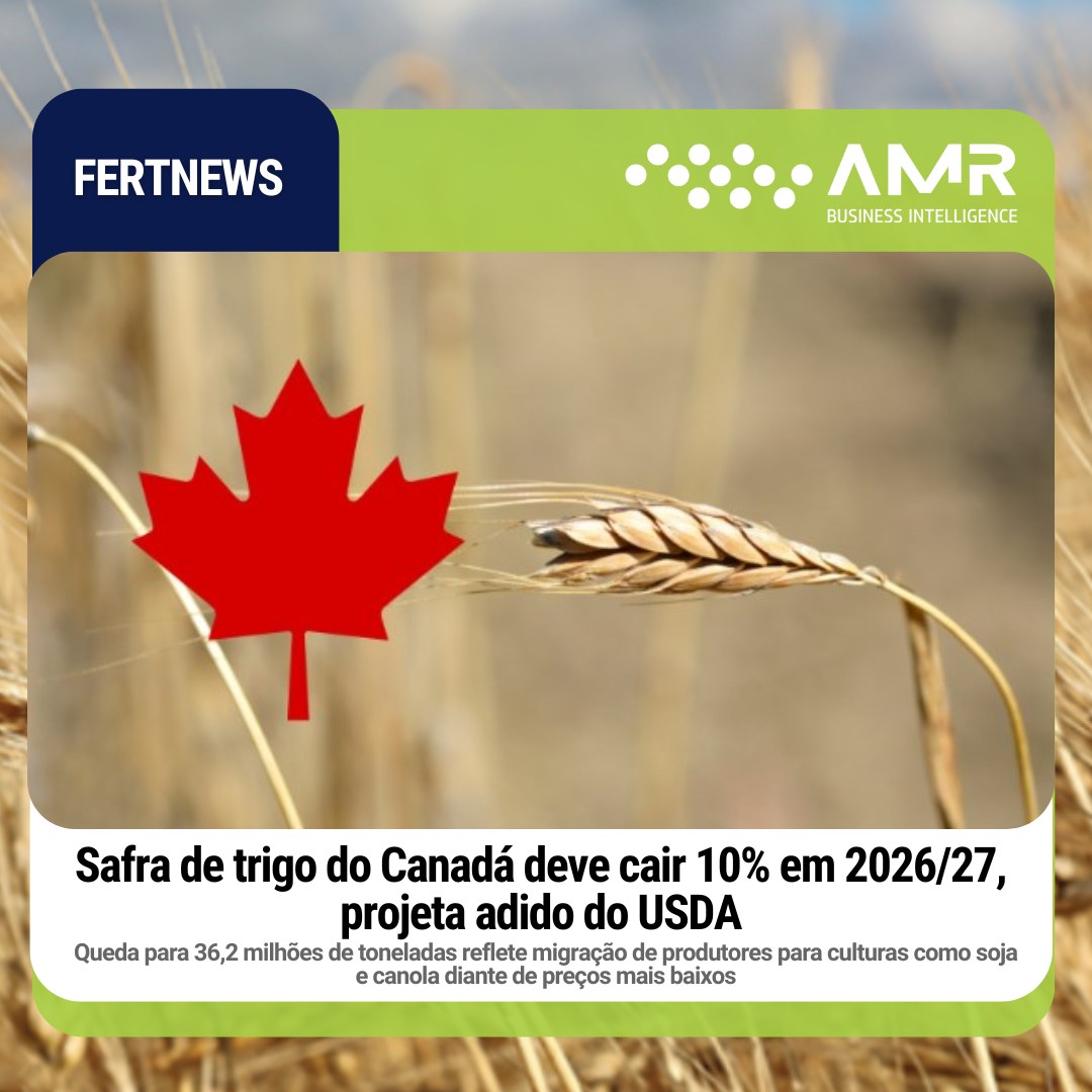Capa da postagem Safra de trigo do Canadá deve cair 10% em 2026/27, projeta adido do USDA