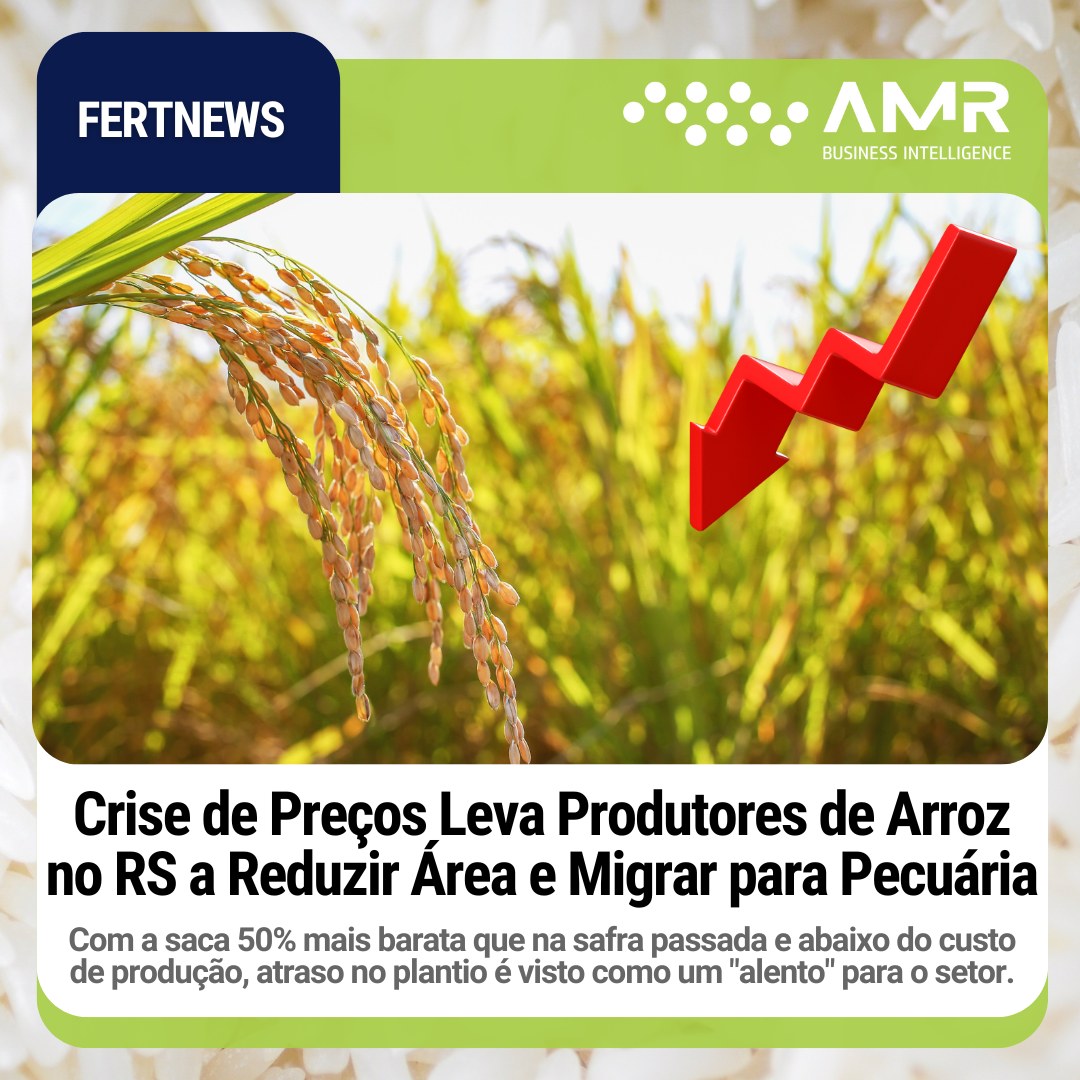 Capa da postagem Crise de Preços Leva Produtores de Arroz no RS a Reduzir Área e Migrar para Pecuária