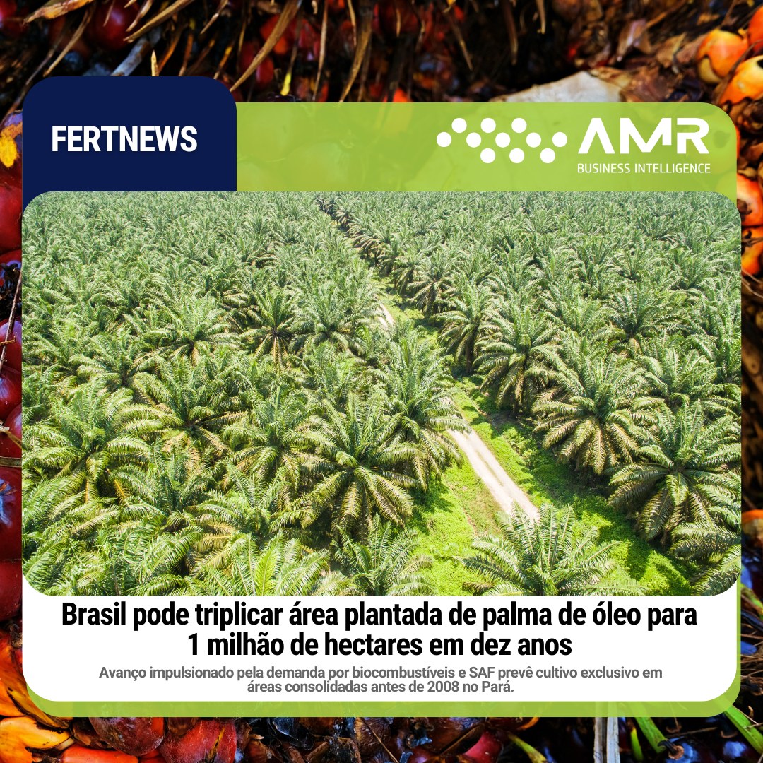 Capa da postagem Brasil pode triplicar área plantada de palma de óleo para 1 milhão de hectares em dez anos