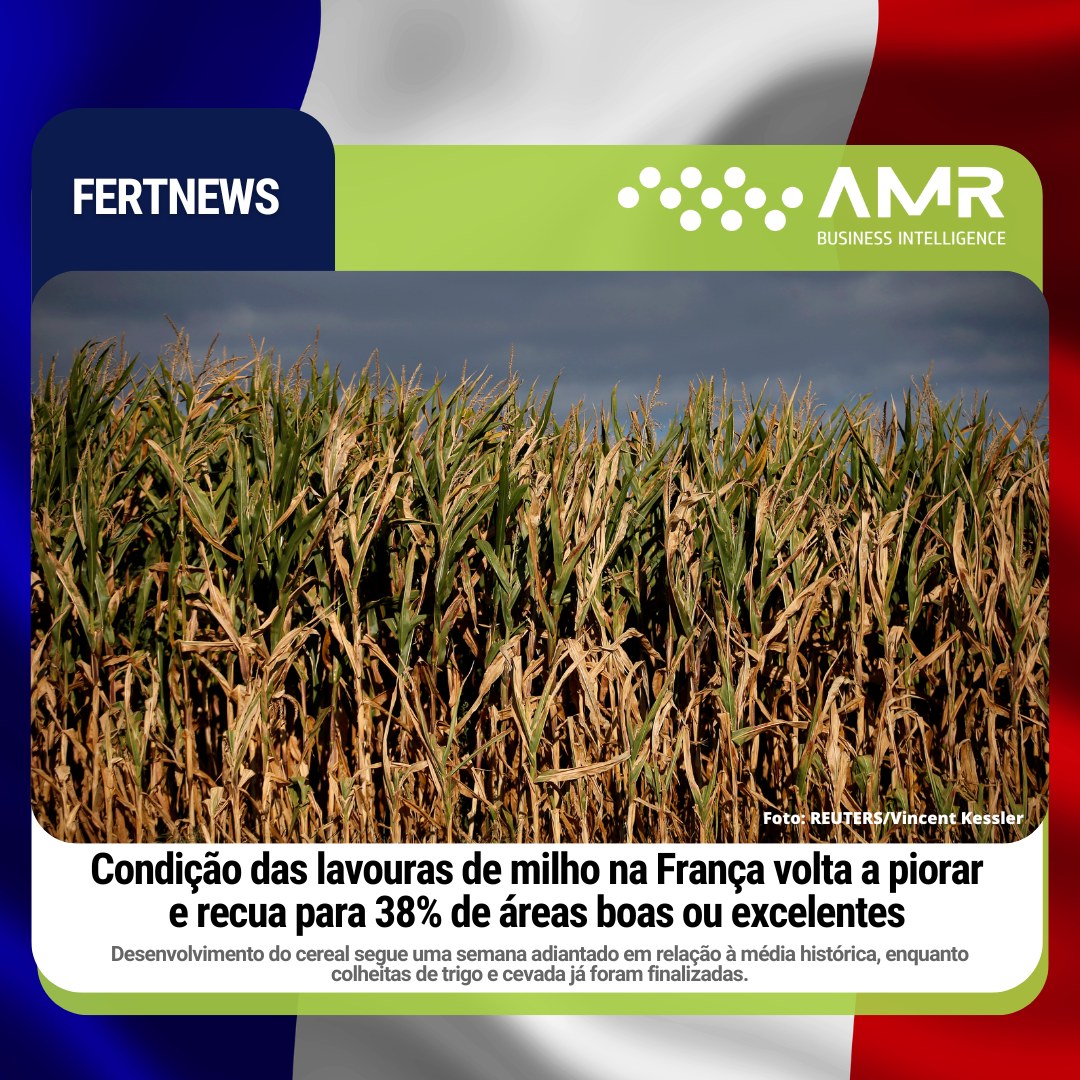 Capa da postagem Condição das lavouras de milho na França volta a piorar e recua para 38% de áreas boas ou excelentes
