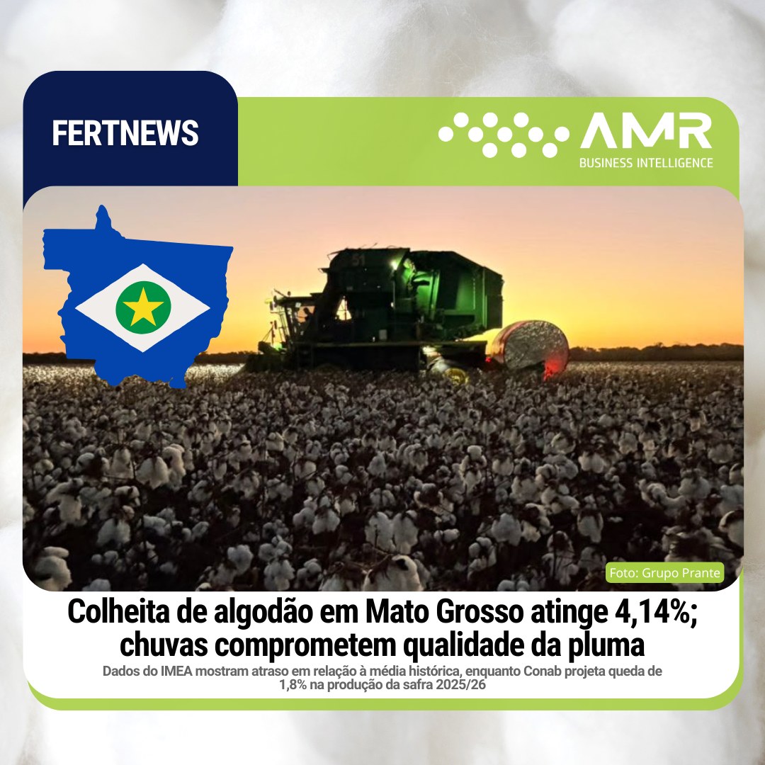 Capa da postagem Colheita de algodão em Mato Grosso atinge 4,14%; chuvas comprometem qualidade da pluma