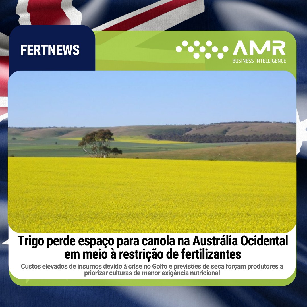 Capa da postagem Trigo perde espaço para canola na Austrália Ocidental em meio à restrição de fertilizantes