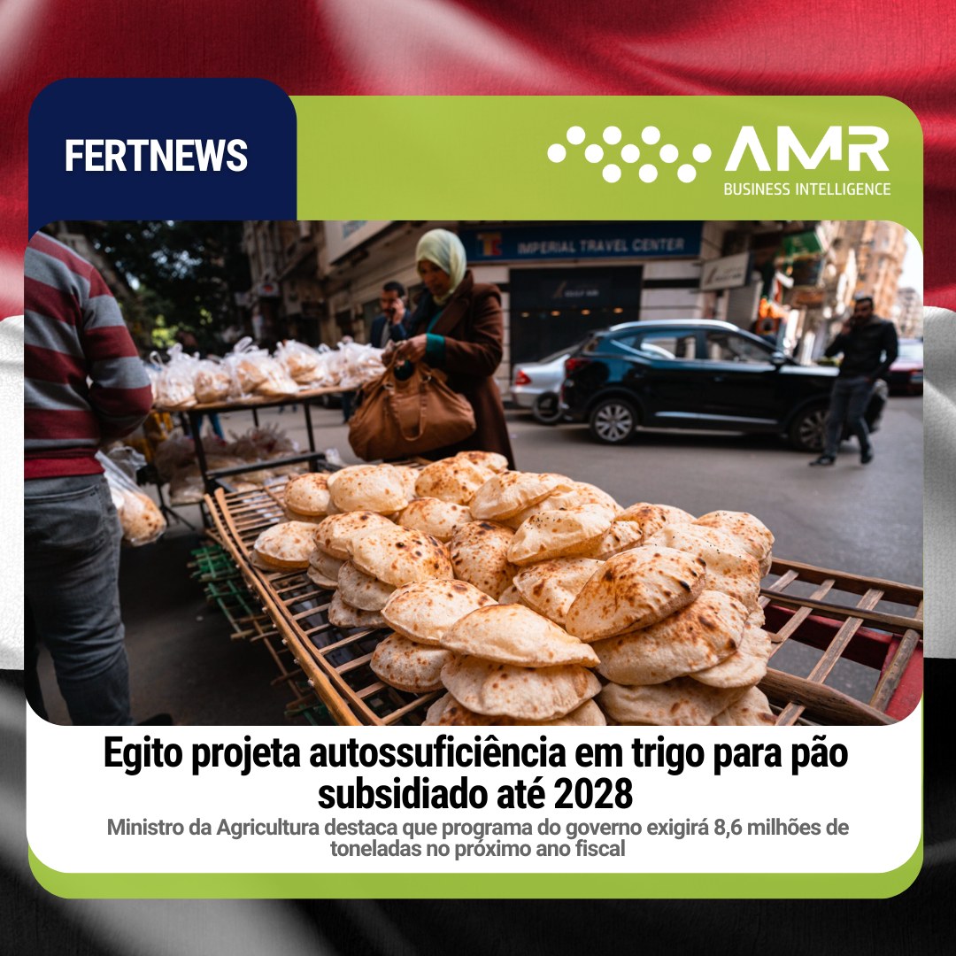 Capa da postagem Egito projeta autossuficiência em trigo para pão subsidiado até 2028