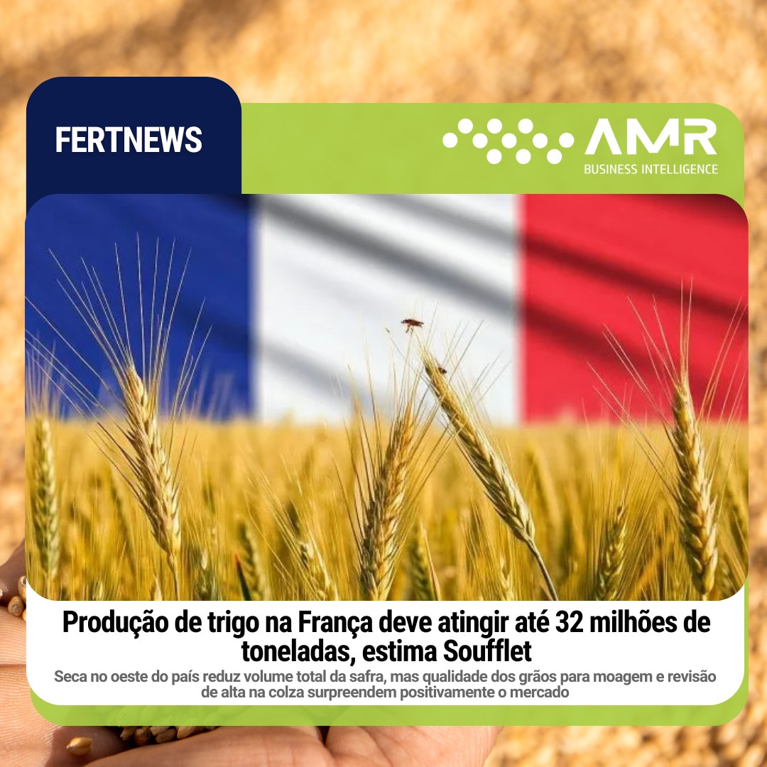Capa da postagem Produção de trigo na França deve atingir até 32 milhões de toneladas, estima Soufflet