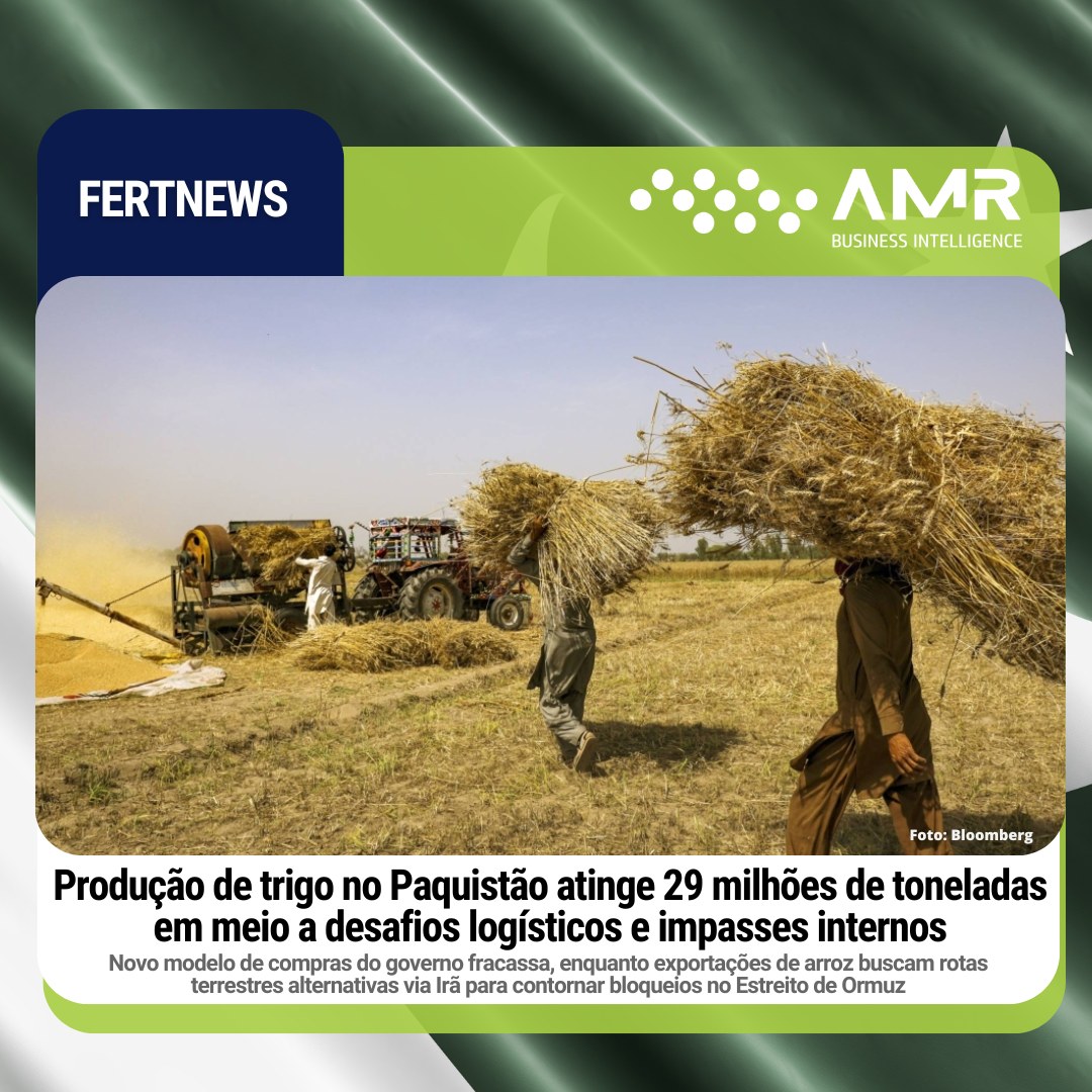 Capa da postagem Produção de trigo no Paquistão atinge 29 milhões de toneladas em meio a desafios logísticos e impasses internos