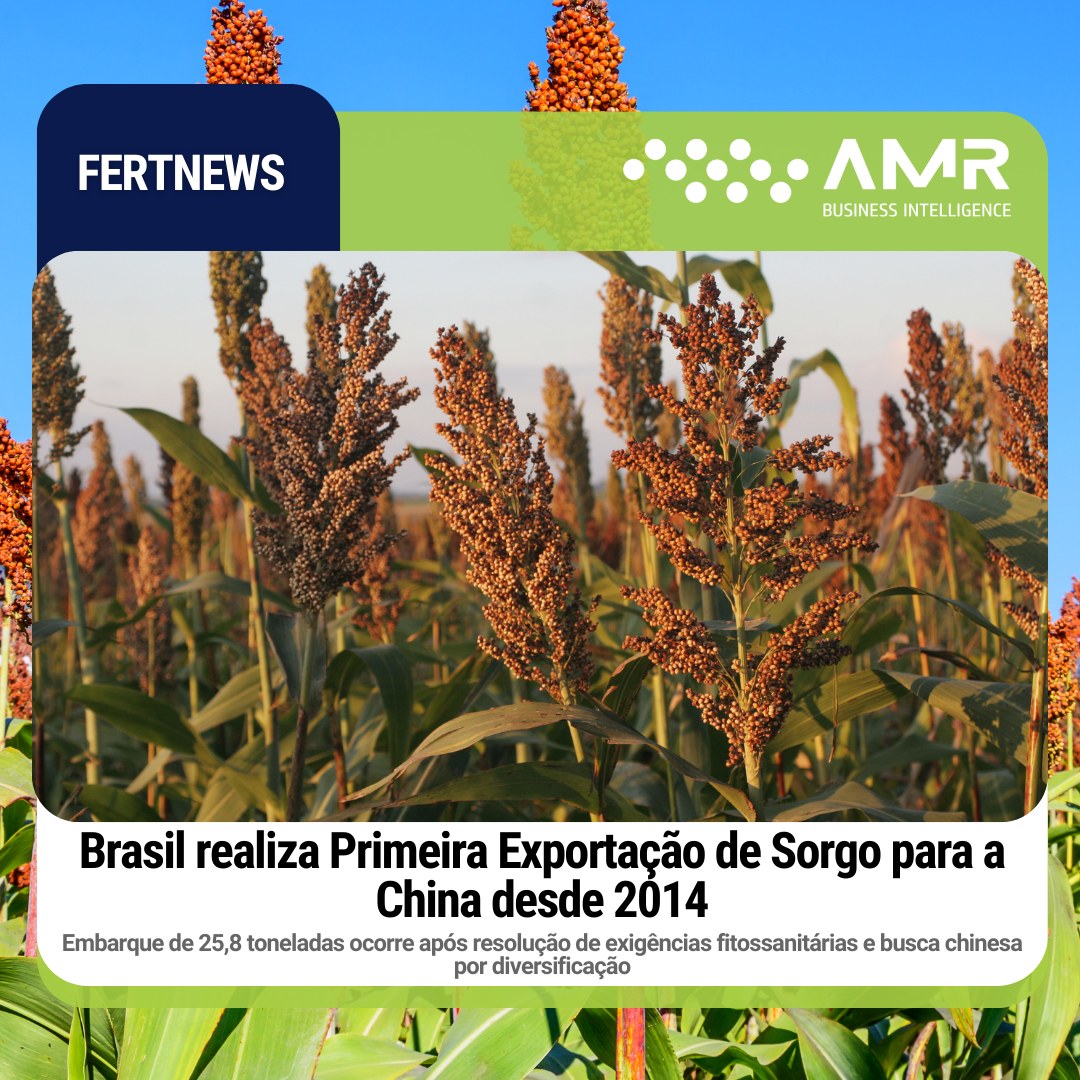 Capa da postagem Brasil realiza Primeira Exportação de Sorgo para a China desde 2014