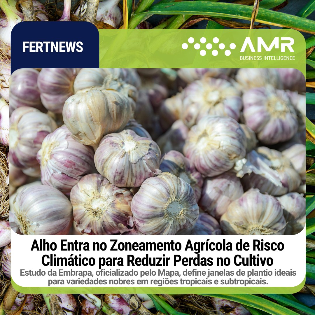 Capa da postagem Alho Entra no Zoneamento Agrícola de Risco Climático para Reduzir Perdas no Cultivo