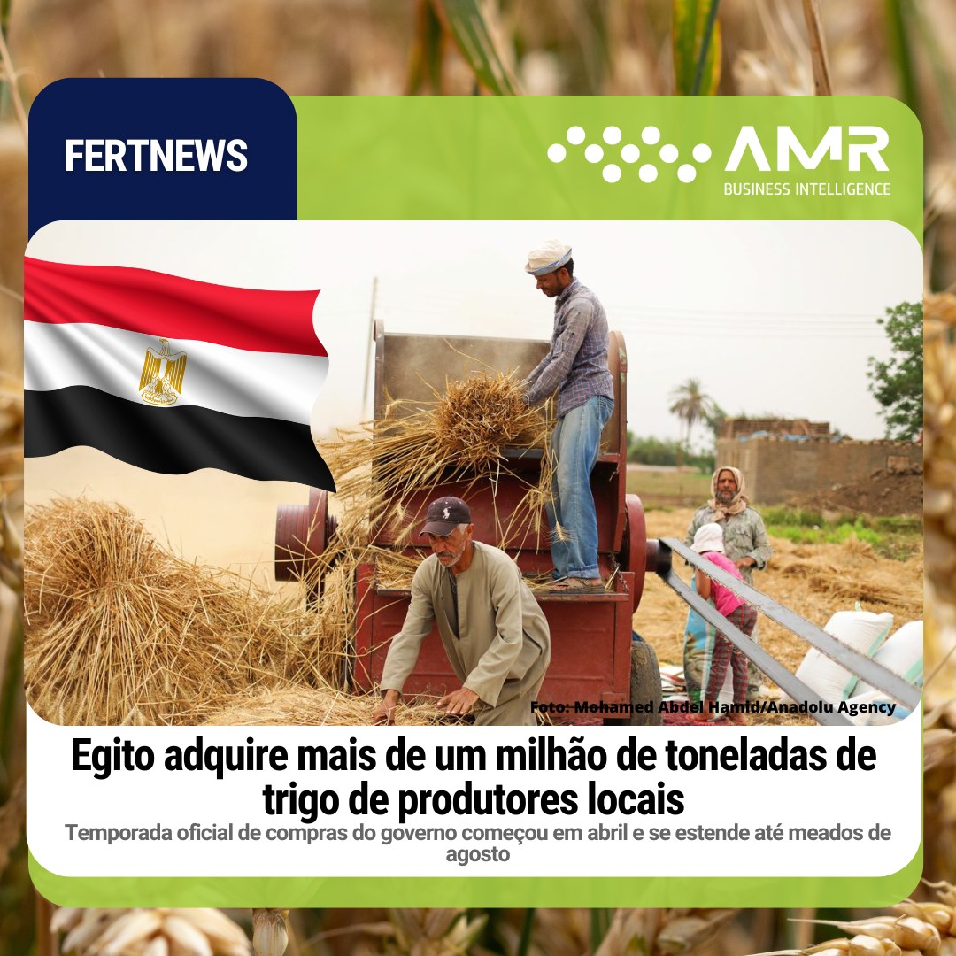 Capa da postagem Egito adquire mais de um milhão de toneladas de trigo de produtores locais