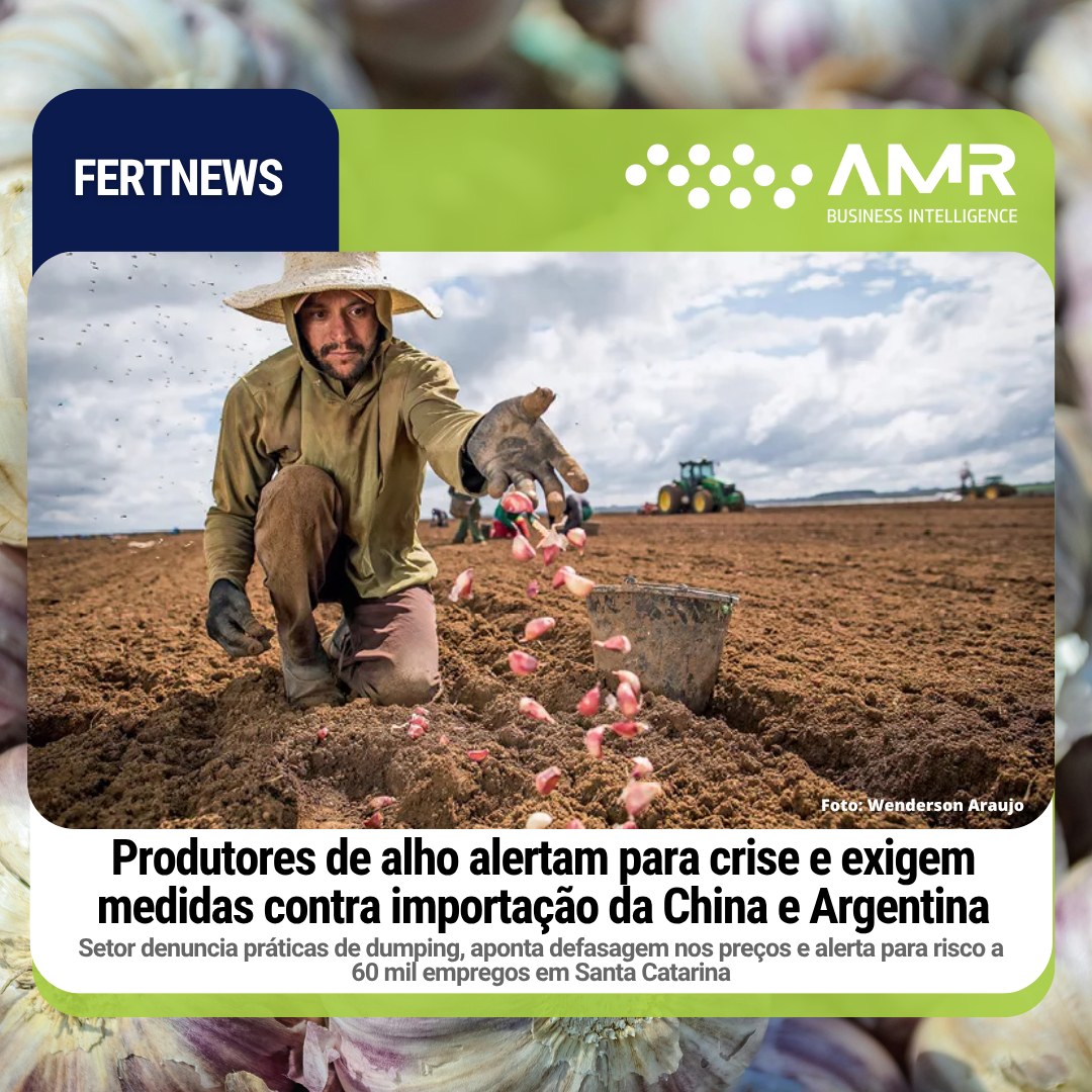 Capa da postagem Produtores de alho alertam para crise e exigem medidas contra importação da China e Argentina