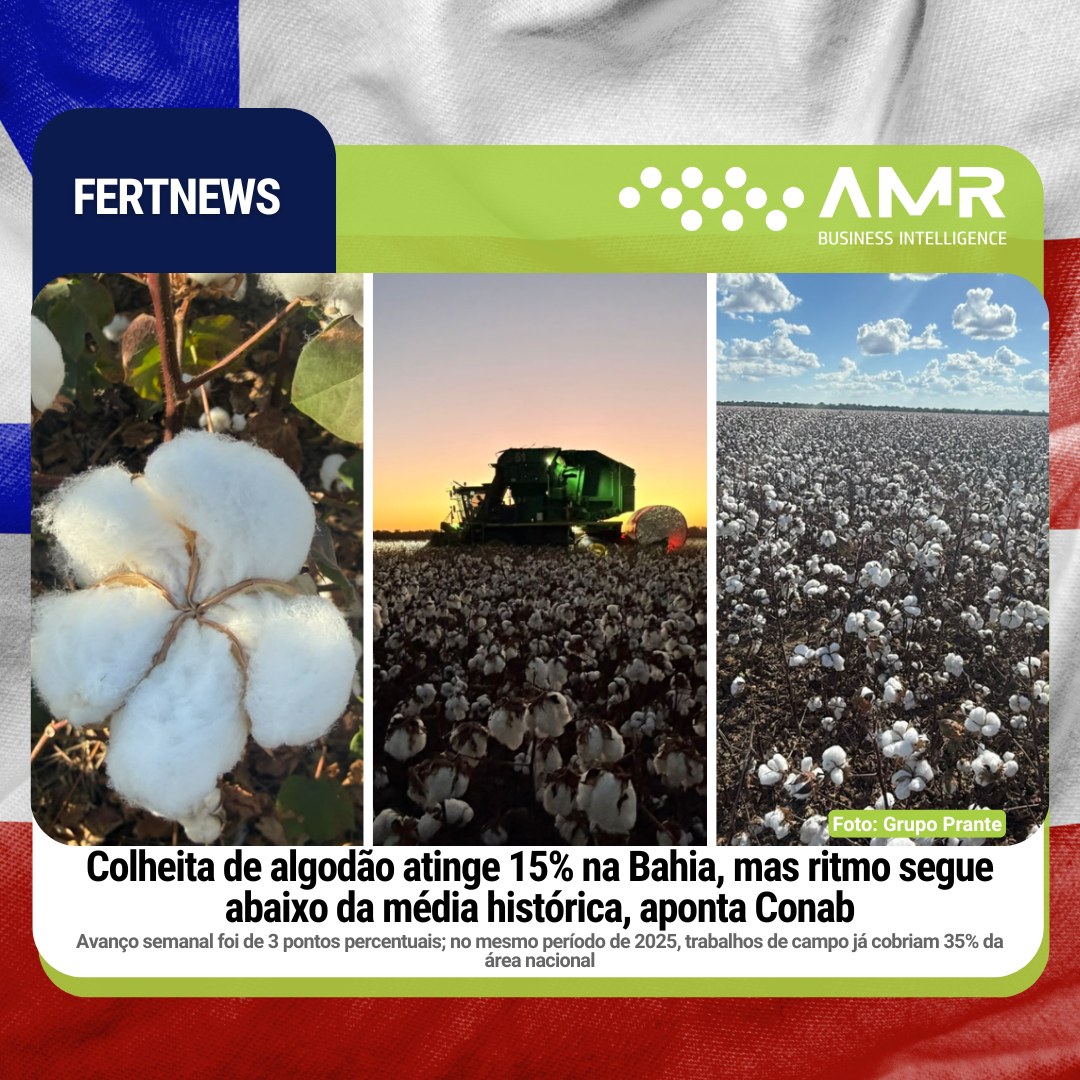Capa da postagem Colheita de algodão atinge 15% na Bahia, mas ritmo segue abaixo da média histórica, aponta Conab