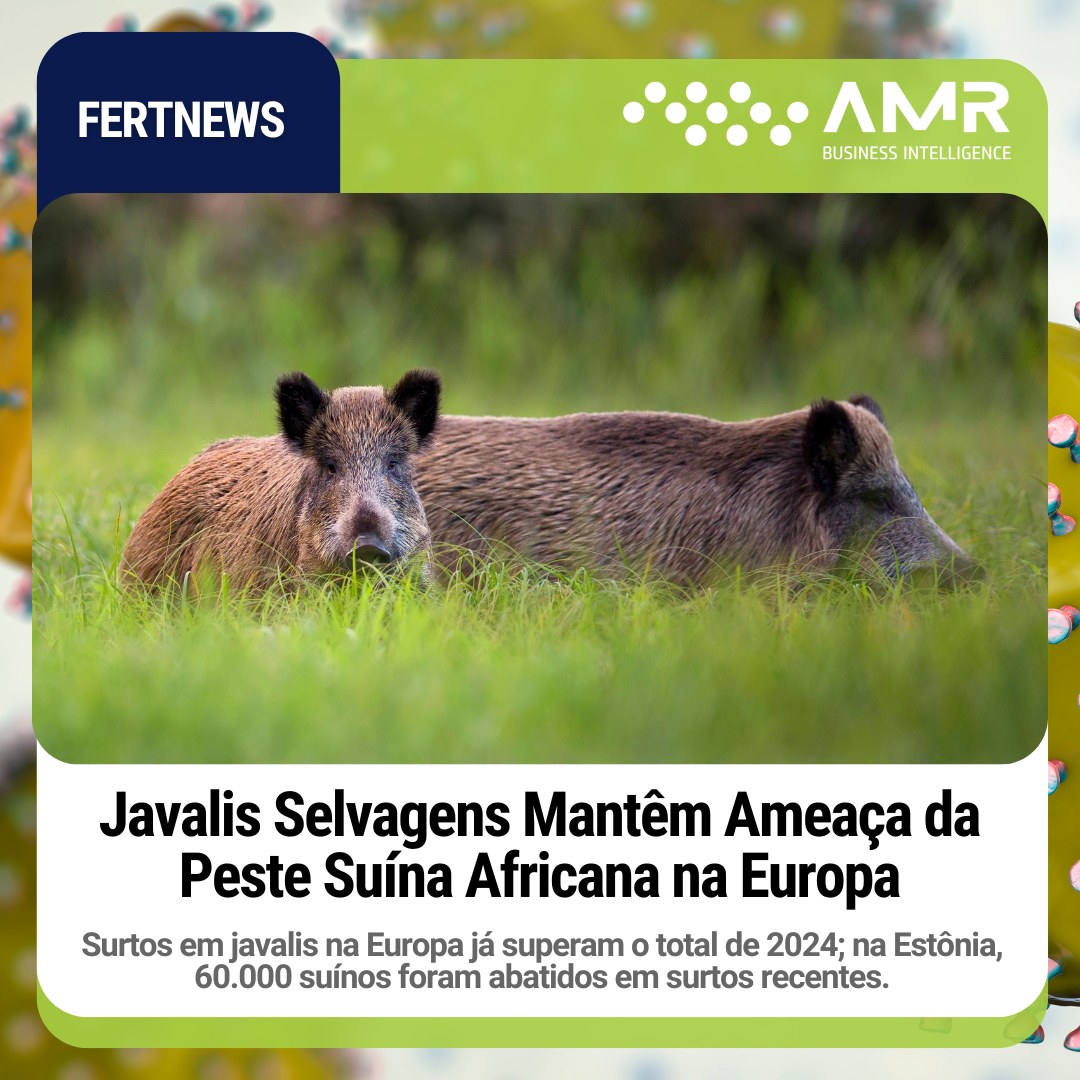 Capa da postagem Javalis Selvagens Mantêm Ameaça da Peste Suína Africana na Europa