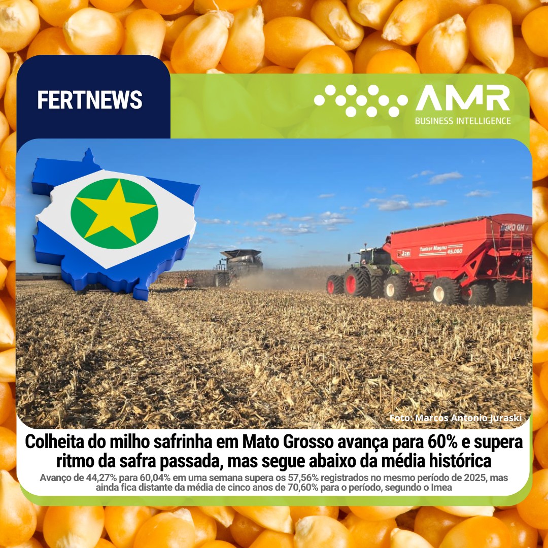 Capa da postagem Colheita do milho safrinha em Mato Grosso avança para 60% e supera ritmo da safra passada, mas segue abaixo da média histórica