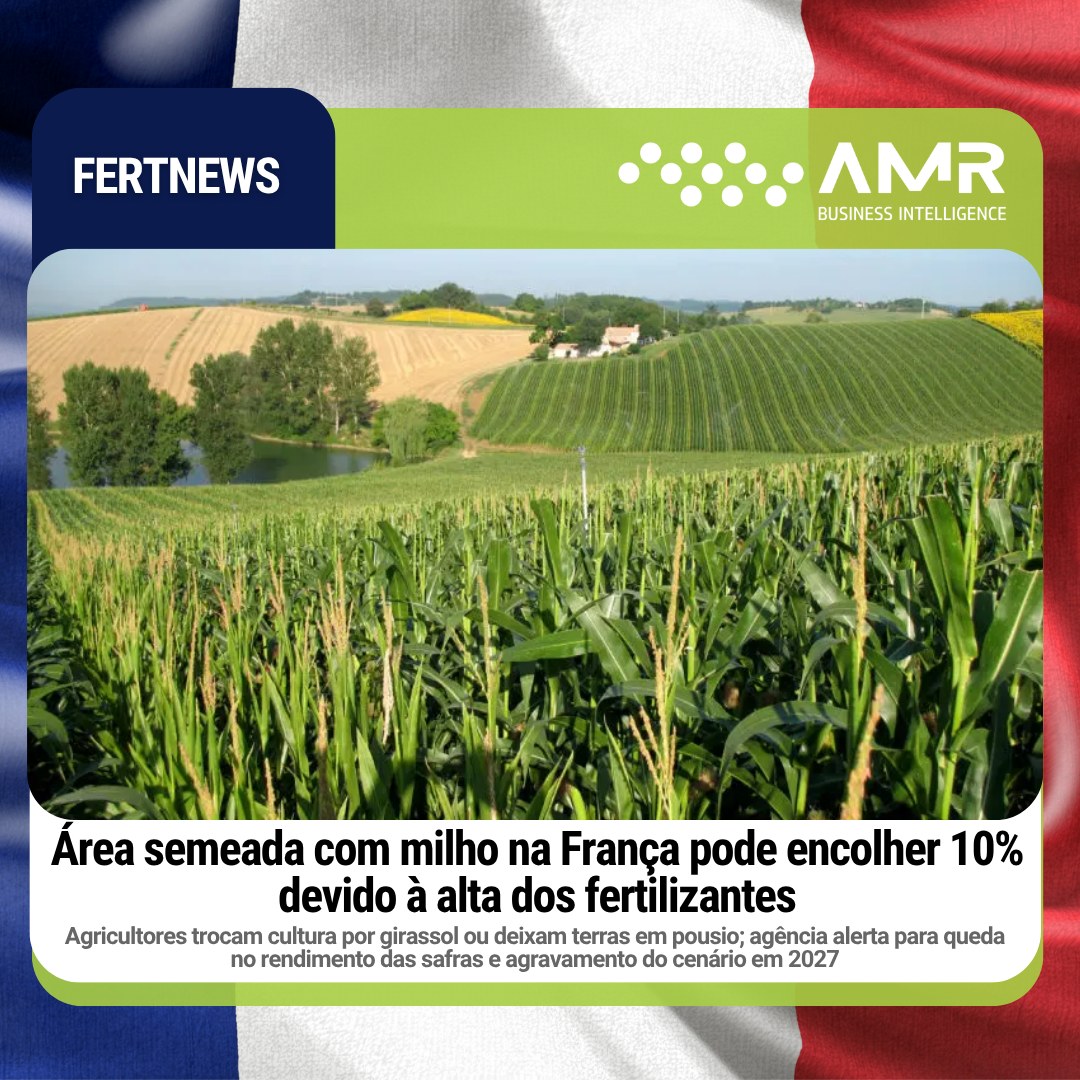 Capa da postagem Área semeada com milho na França pode encolher 10% devido à alta dos fertilizantes